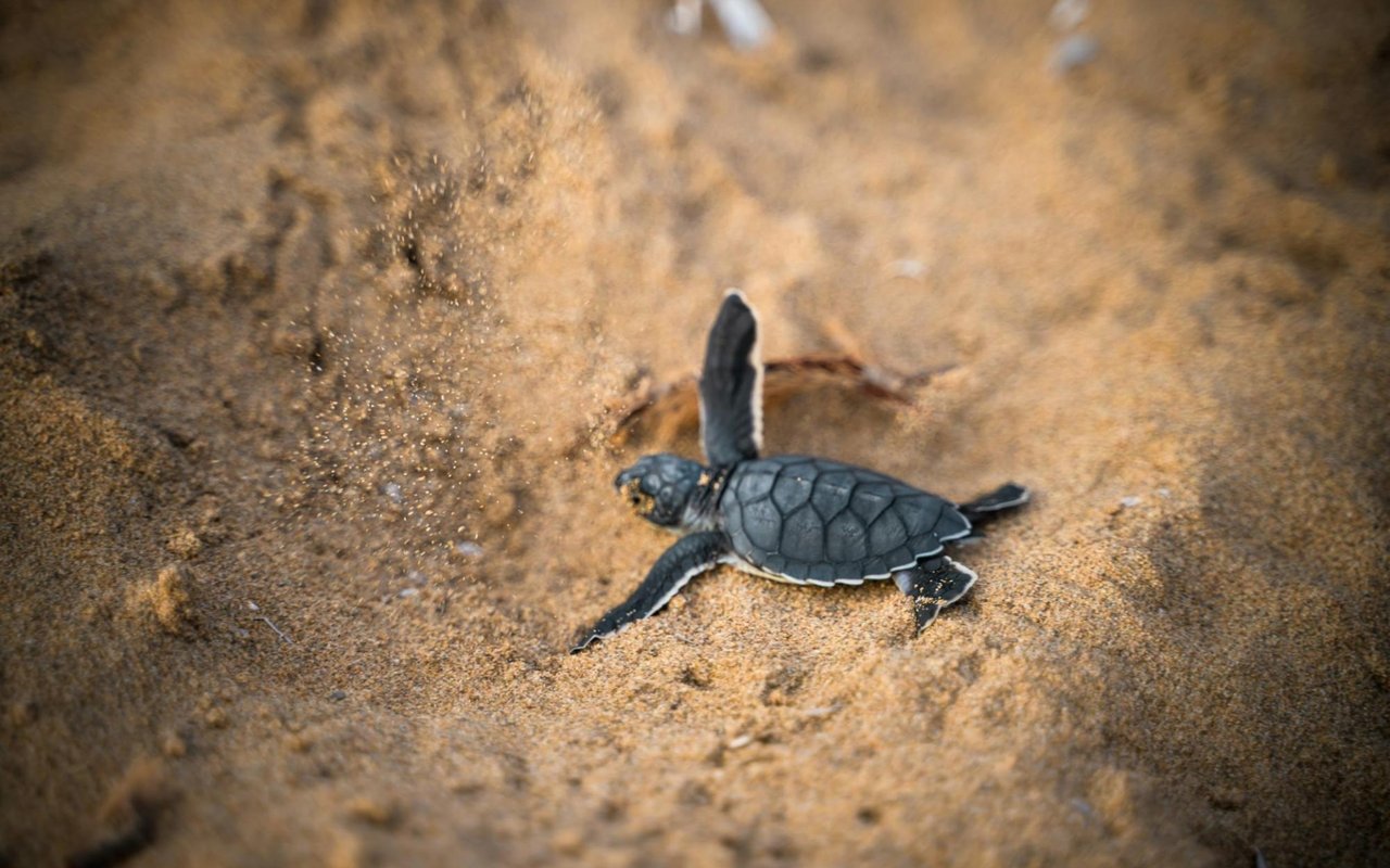 Living Next To Sea Turtles: How Boca Grande, FL, Residents Protect Wildlife