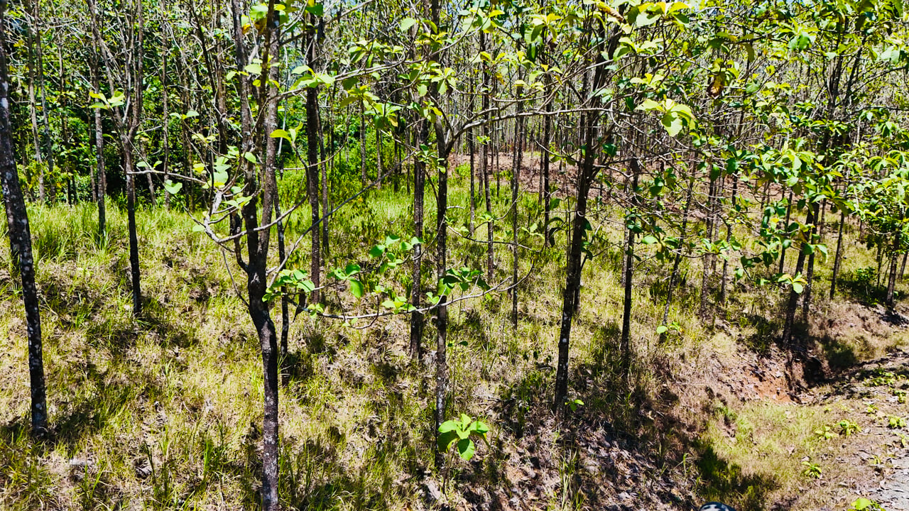 Prime 1.24-Acre Land in Matapalo / San Andrés – Ready to Build