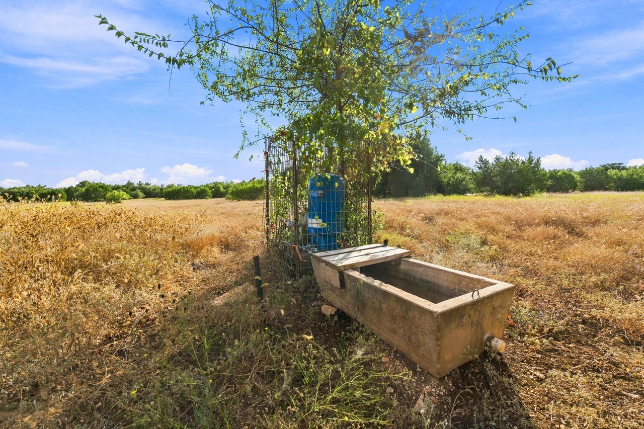 Ranch pasture with a caged young tree, blue water container, and concrete livestock trough.