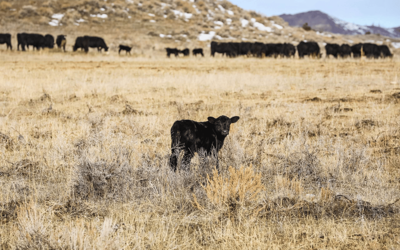 Calving Season and Cattle Market Outlook