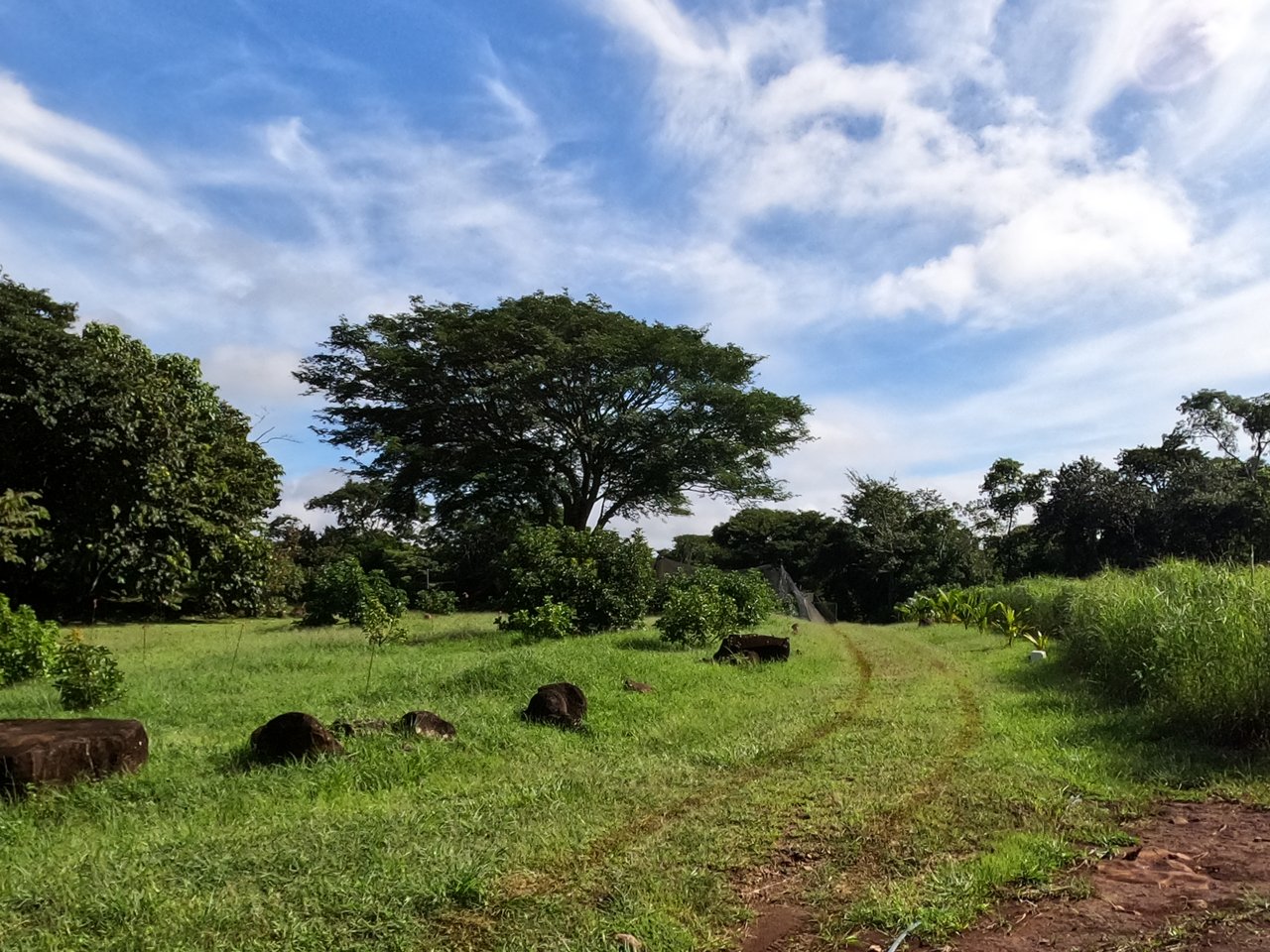 Serenity Ranch Avocado Farm | Countryside Agricultural Land For Sale in La Cruz