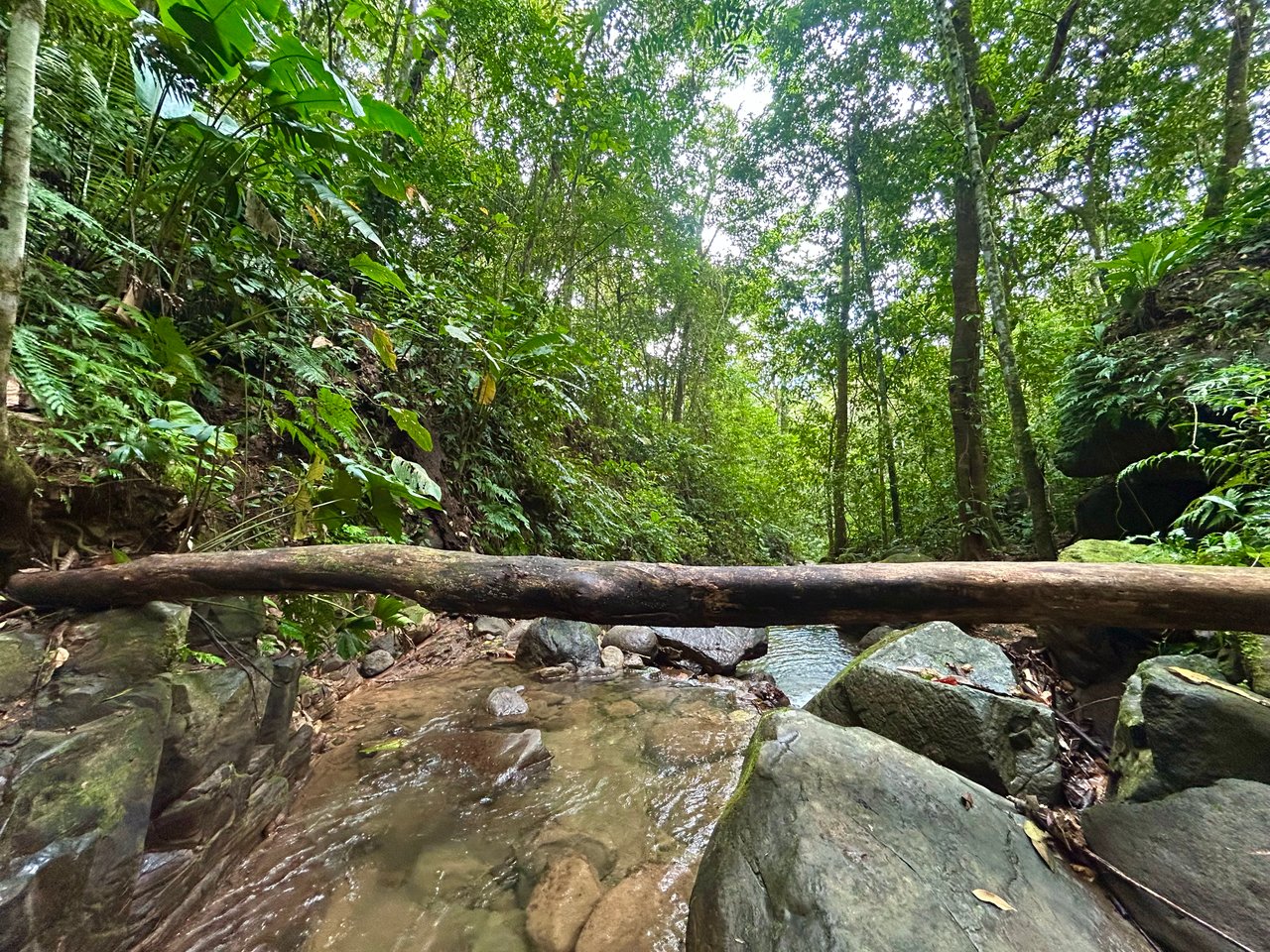 Selva Vista Estate – 5.9 Acres of Wild Beauty