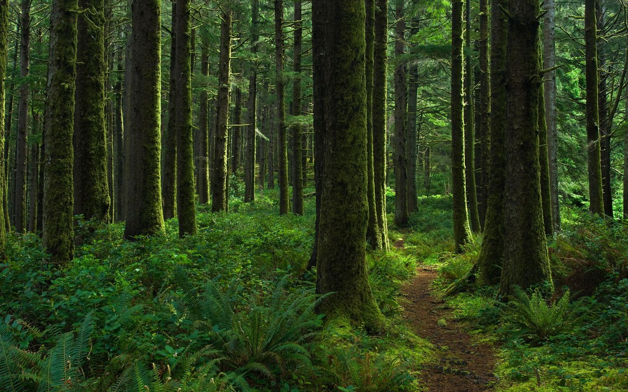 Forest Park