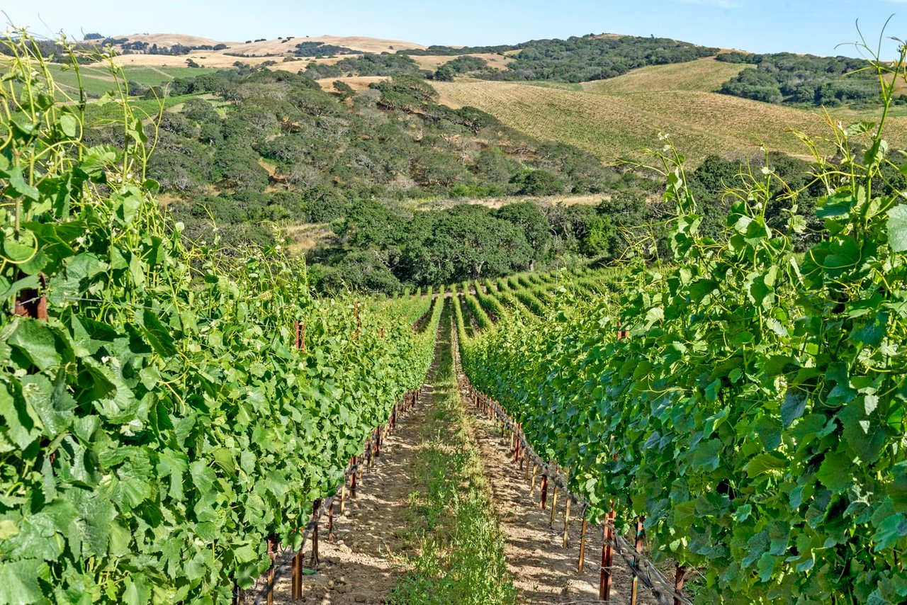 Jeff Bounsall Sells Exclusive Platt Vineyard