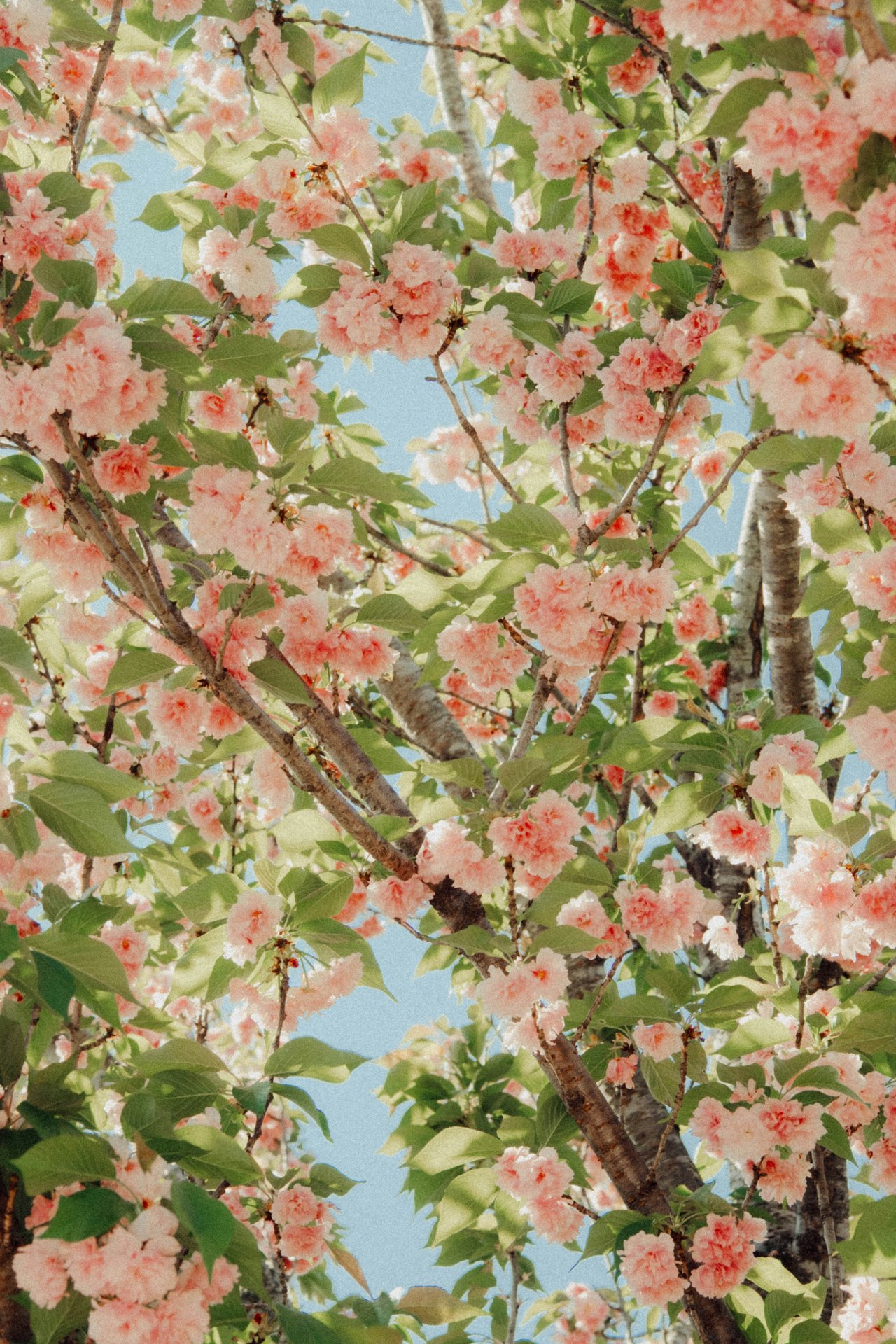 A Buyer's Spring