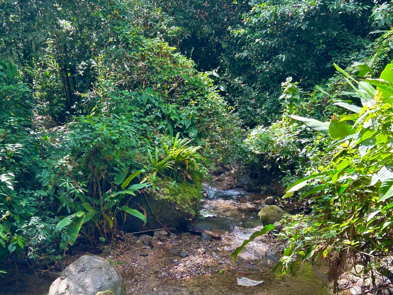 Selva Vista Estate – 5.9 Acres of Wild Beauty