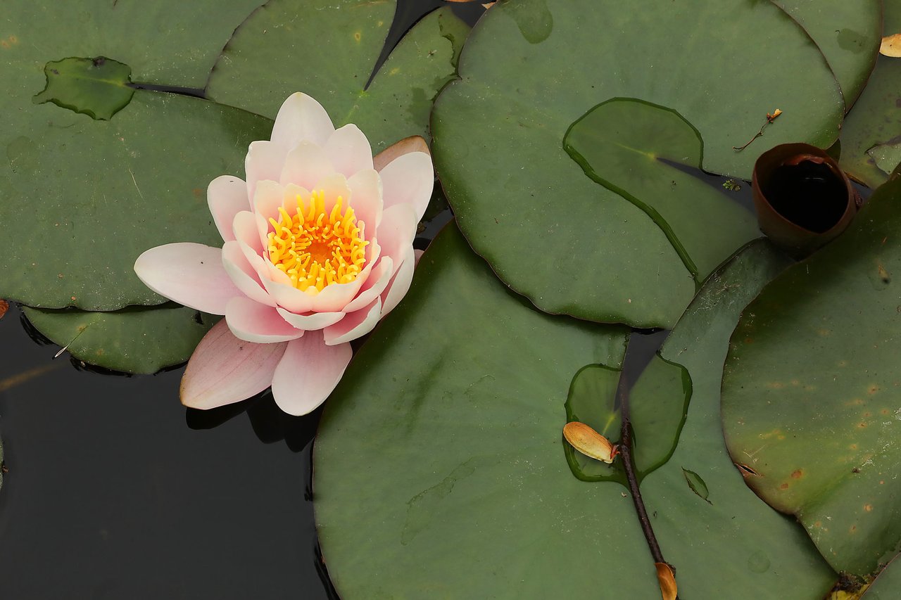 6 Serene Gardens in Sonoma County