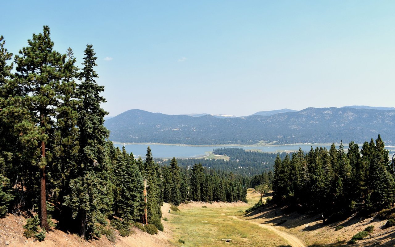 California Pines