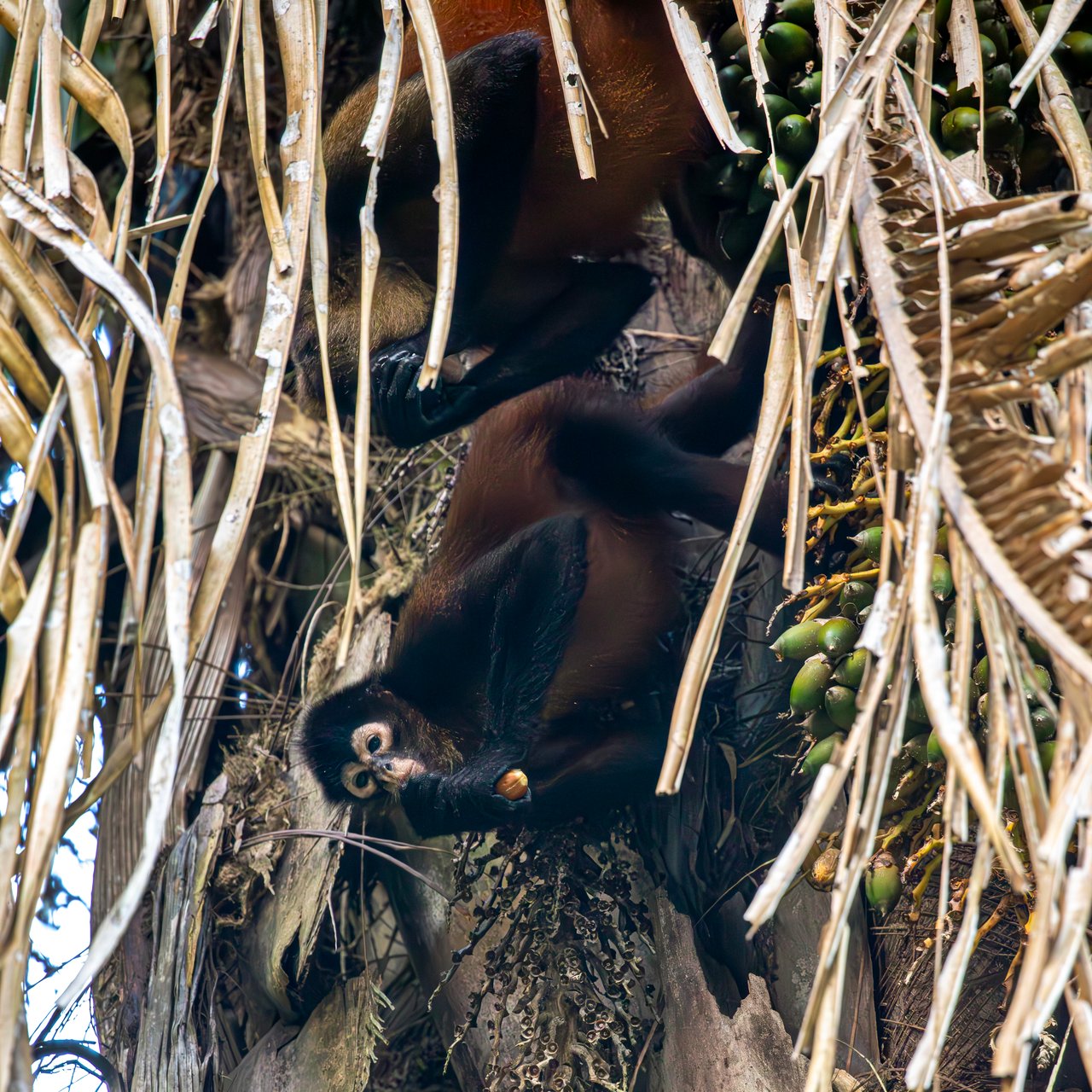 Jungle Islands — Los Mogos