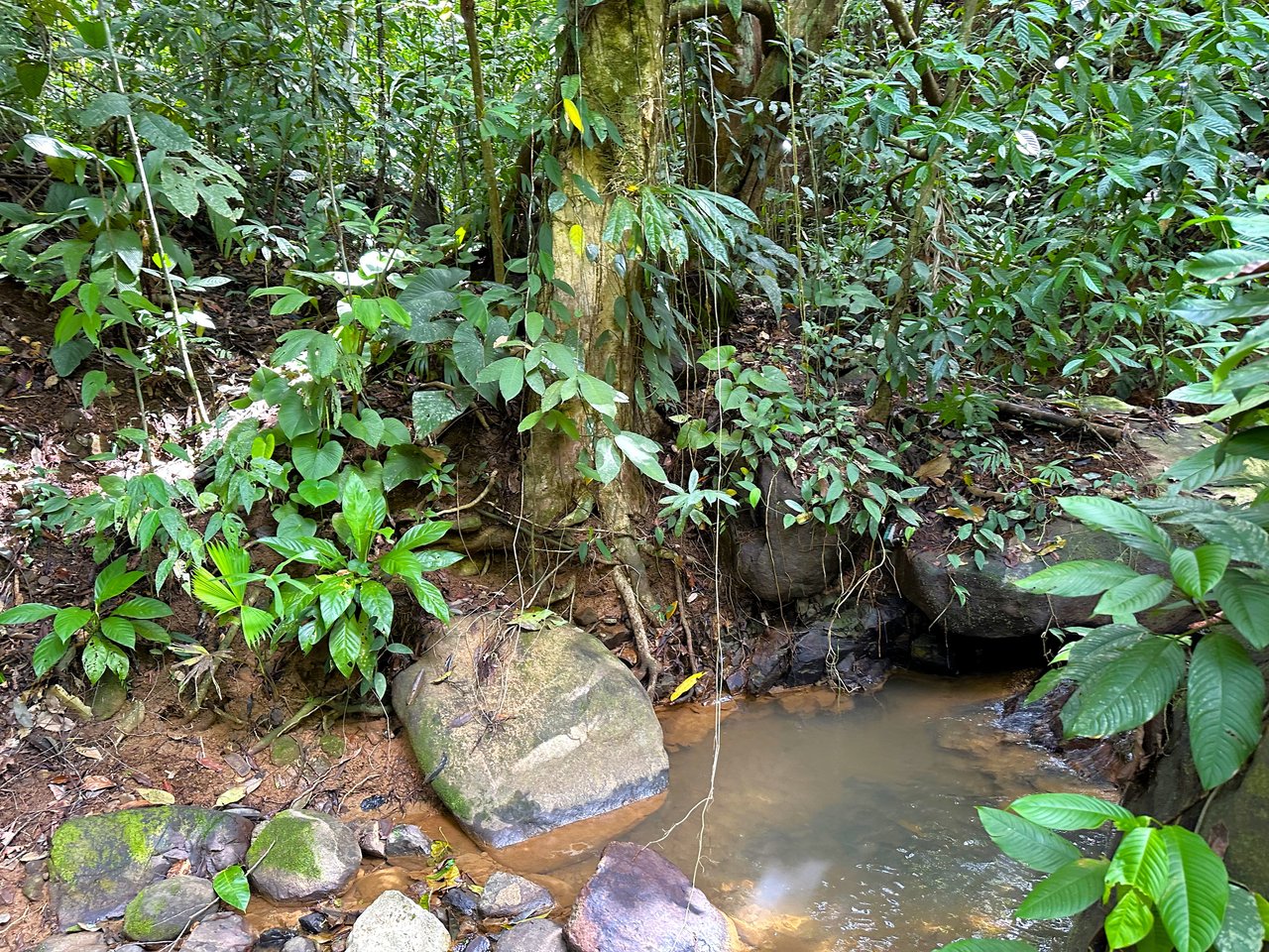 FIRE SALE! Jungle, Rivers, a Waterfall and Panoramic Ocean View