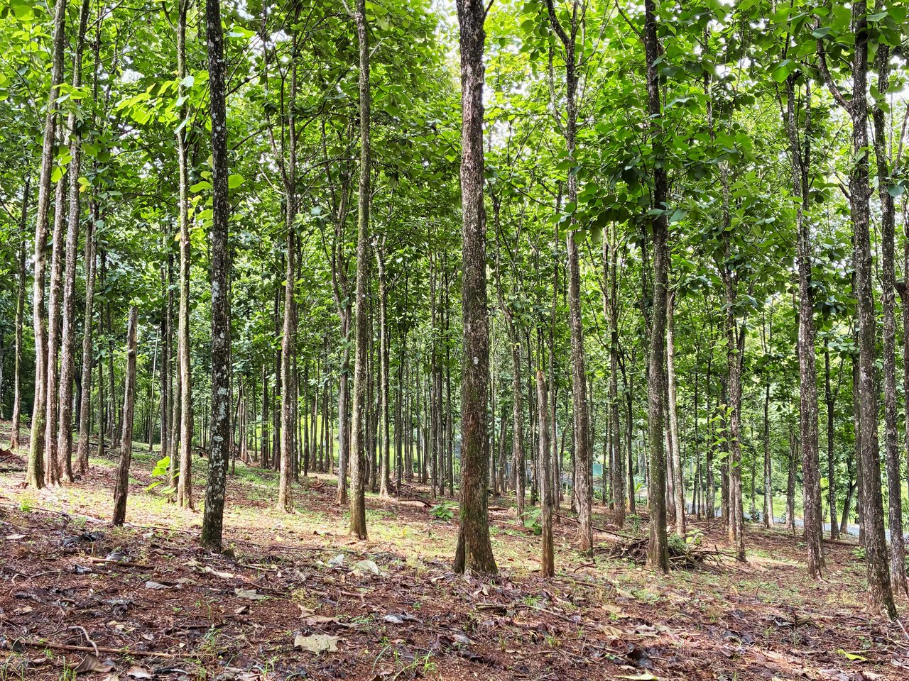 7-Hectare Farm with Teak Plantation, Existing Home & Eco-Development Potential Near Parrita, Costa Rica