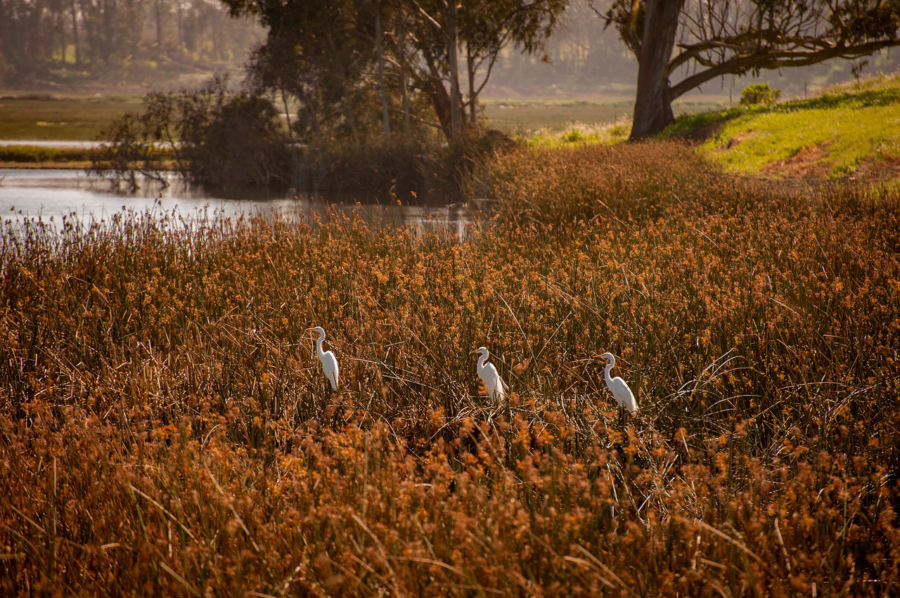 Moss Landing