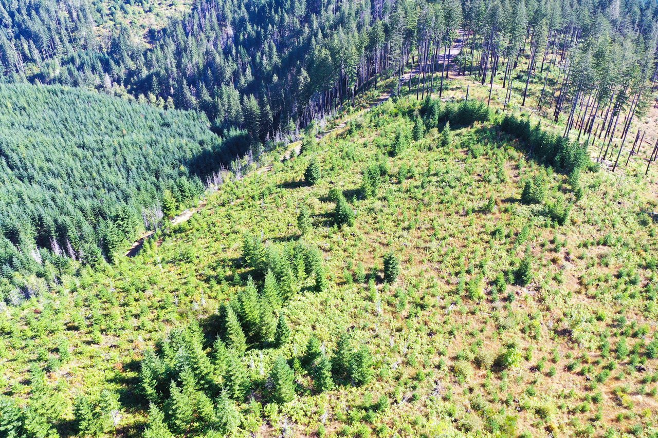 High Pass Tree Farm