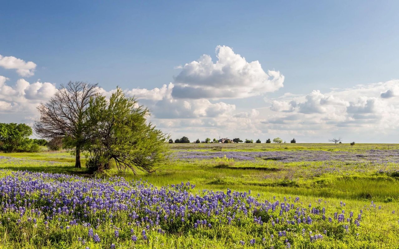 Expansive greenery with lush grass, a solitary tree, and blooming violet flowers, capturing the essence of Liberty Hill real estate