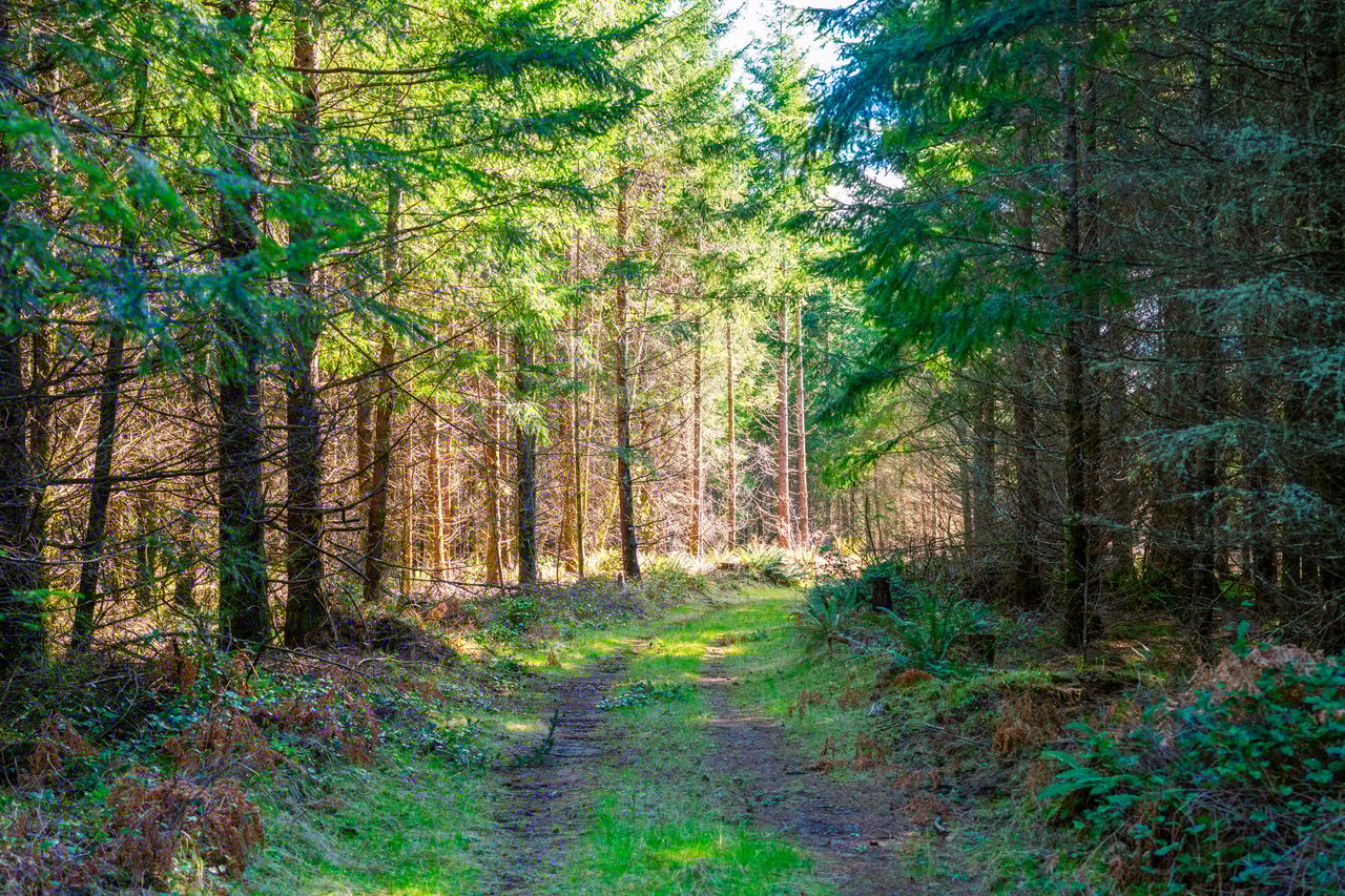 Marion Woods - Auction