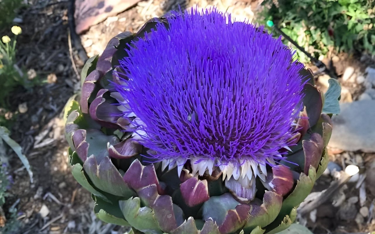 Flowering artichoke with a large, vivid purple bloom and layered green-purple bracts.