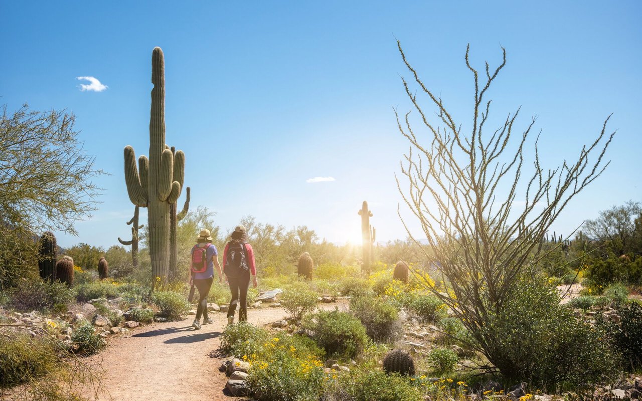 Two hikers follow a desert trail among tall saguaros and spring wildflowers.