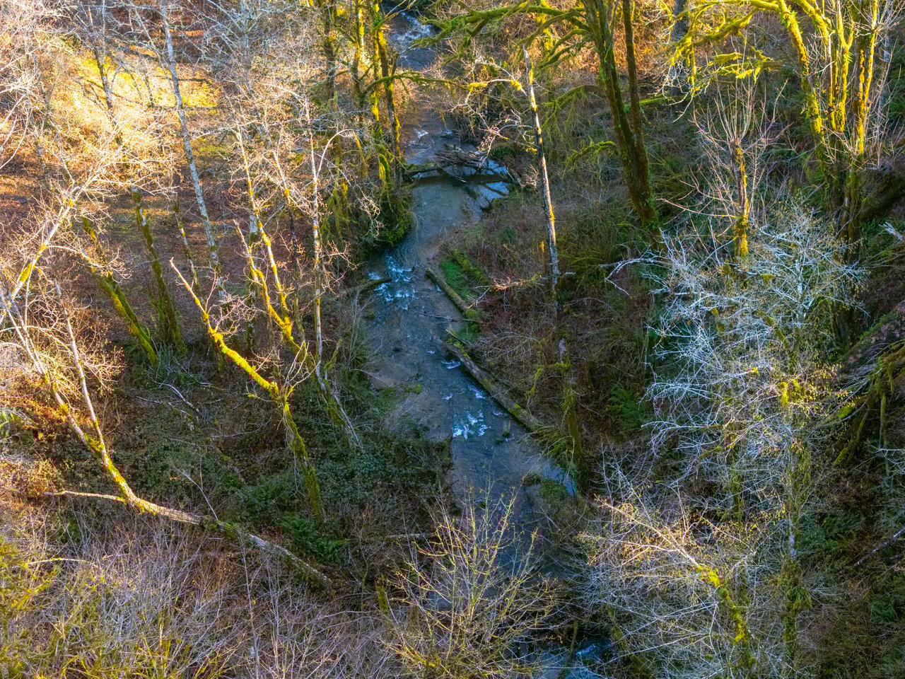 Waite Creek Woodlands