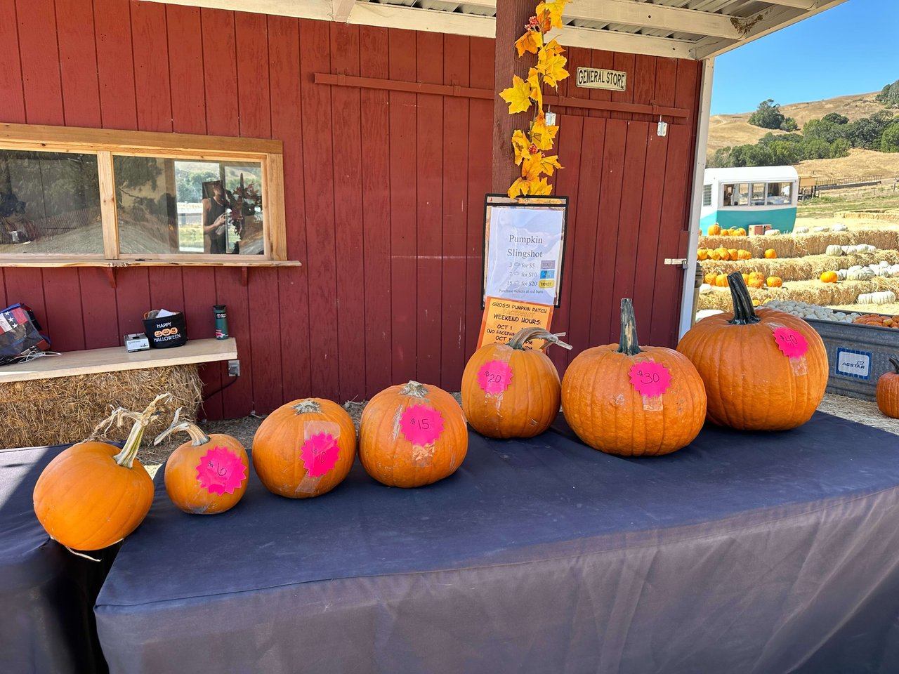 Embrace the Harvest Season at Grossi Family Farm Pumpkin Patch