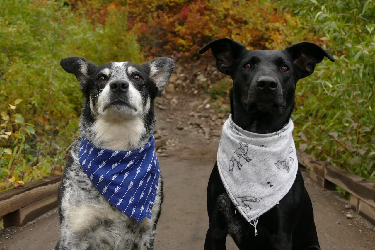 Fun with Your Pets in Pasadena
