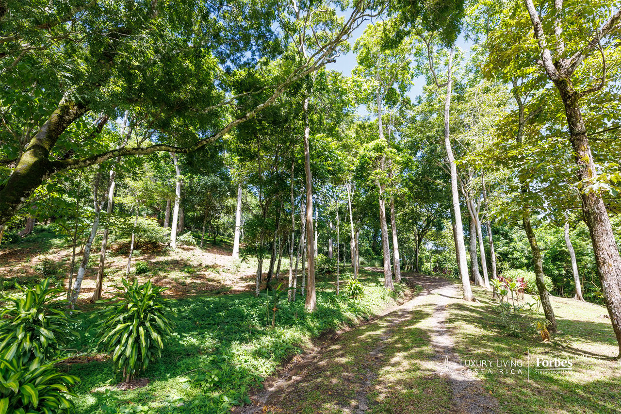 Wooded agricultural property with a sunlit dirt path winding between trees and tropical plants.