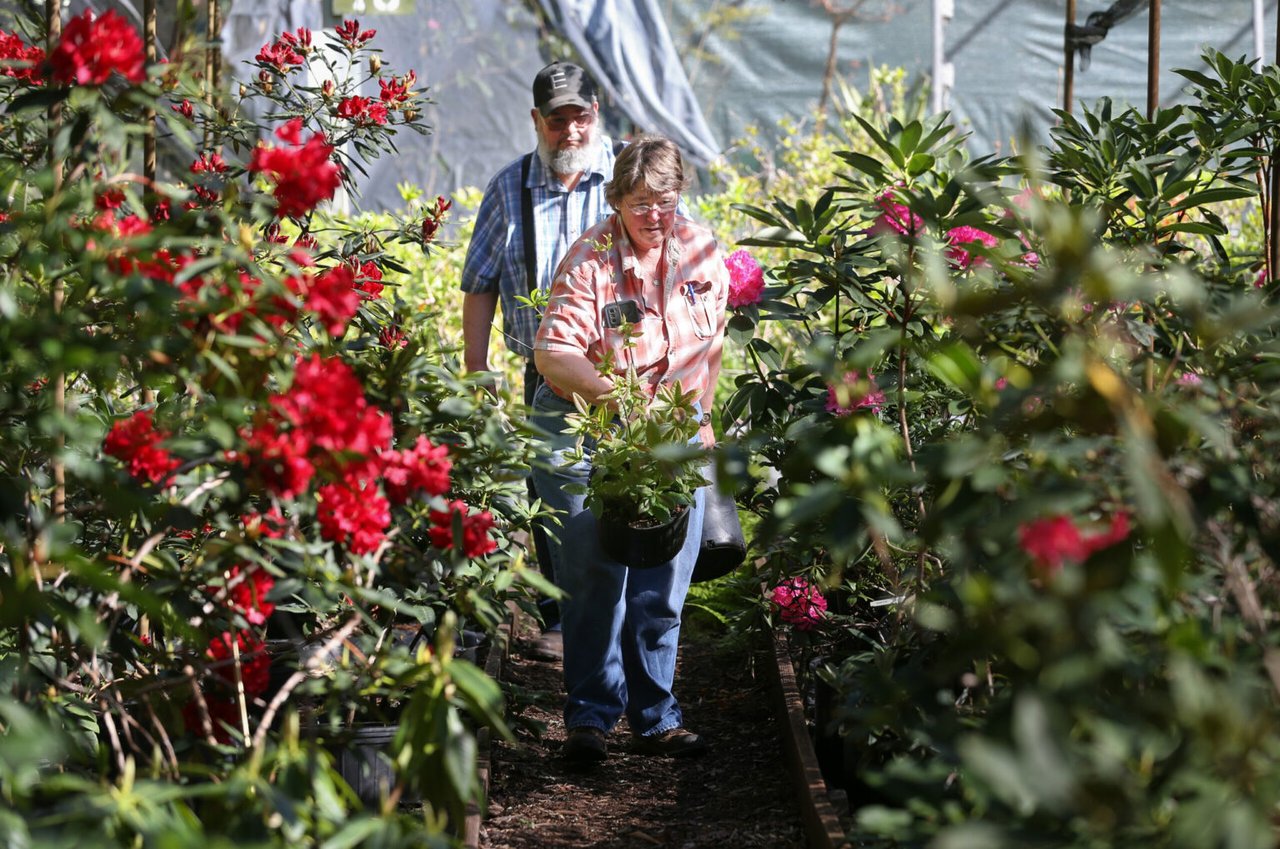 Where to See Rhododendrons in Bloom in Sonoma County