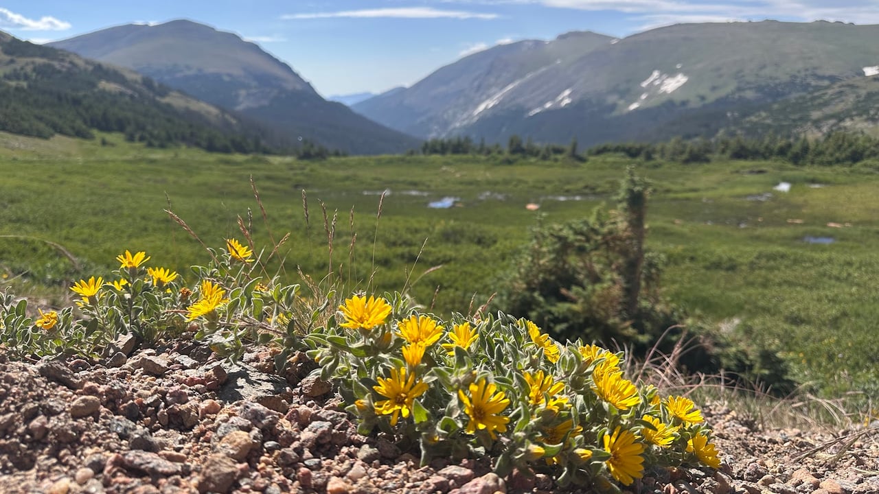 Driving Into the Wild: A Sensory Journey Along Old Fall River Road
