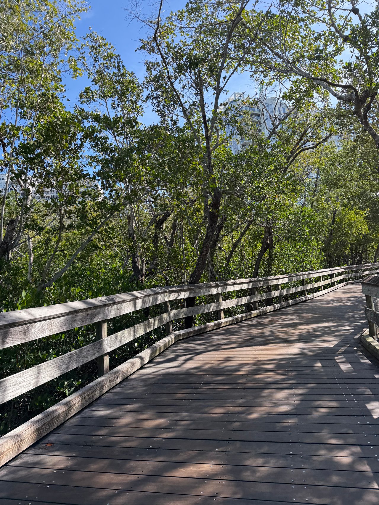 Wooden boardwalk winding through dense trees, with a high-rise visible through the foliage.