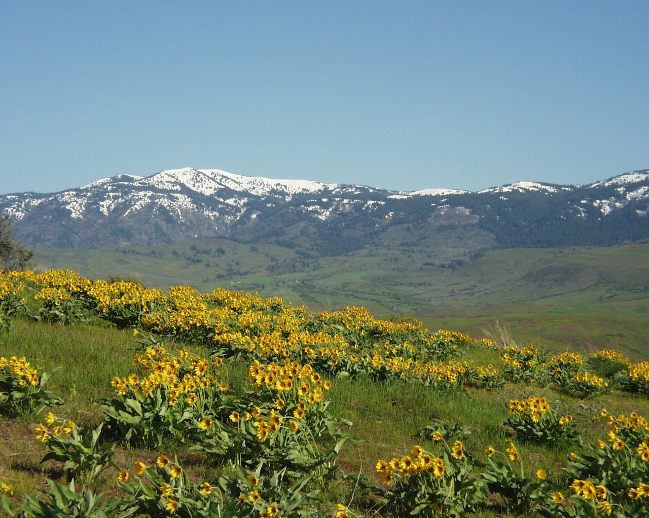 Cuddy Mountain Ranches
