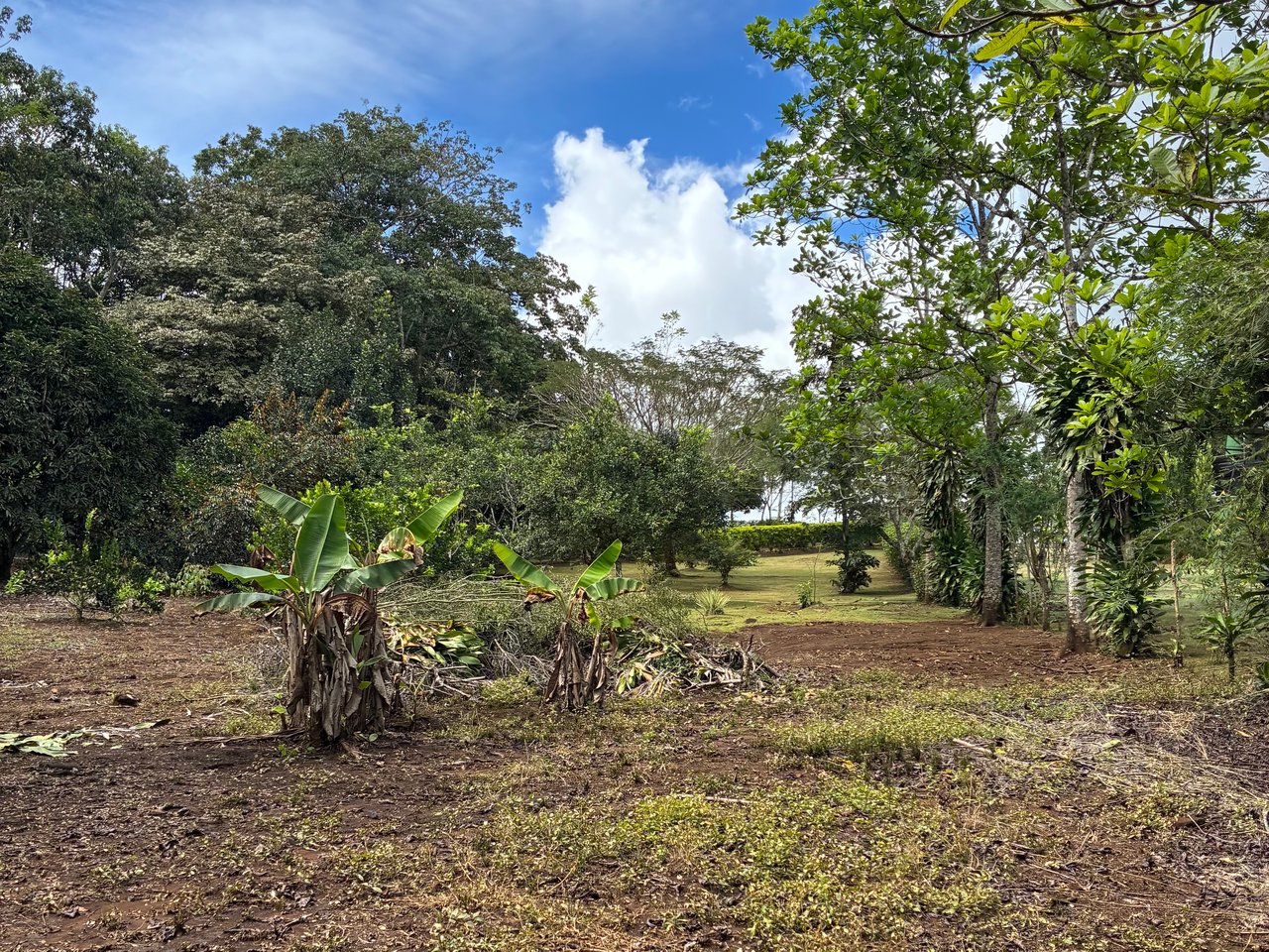 Building Lot 2O minutes from San Isidro with Fruit Trees and Views 