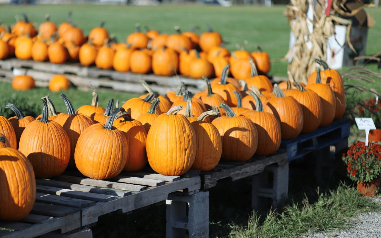 Fall Festivals & More in Charlotte