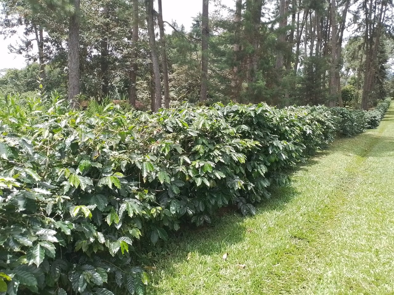 Coffee Farm Hacienda Estate, Perez Zeledon, San Jose