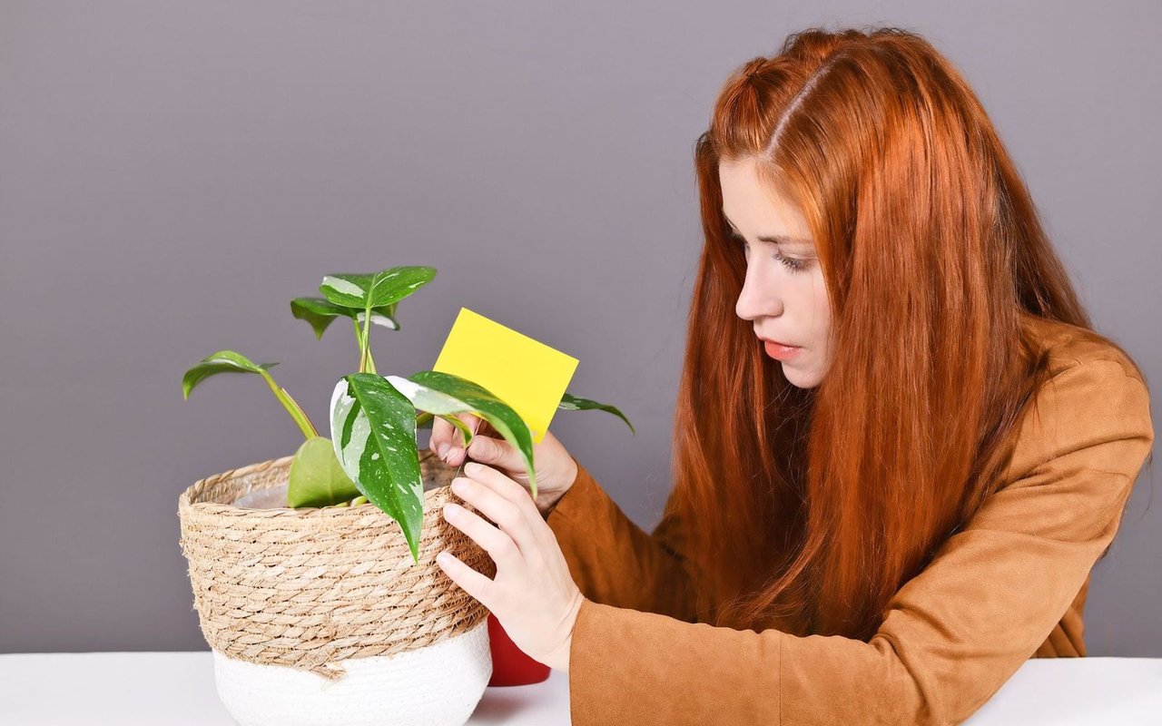 How to Get Rid of Fungus Gnats in the Home