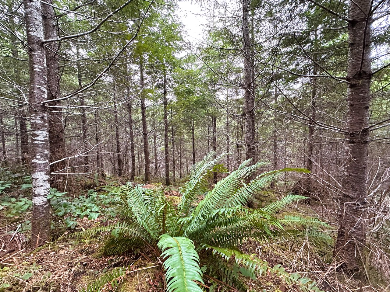 ARC Woods
