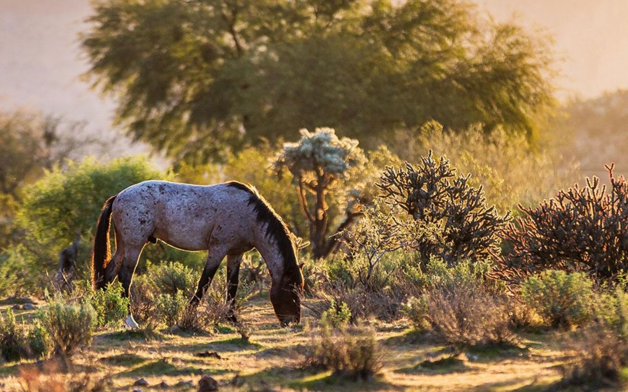 Where Can I See the Salt River Horses?