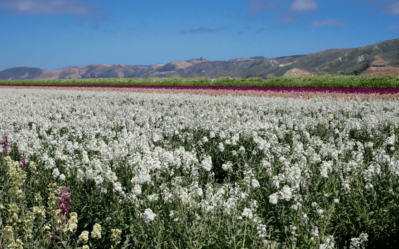 Larkspur