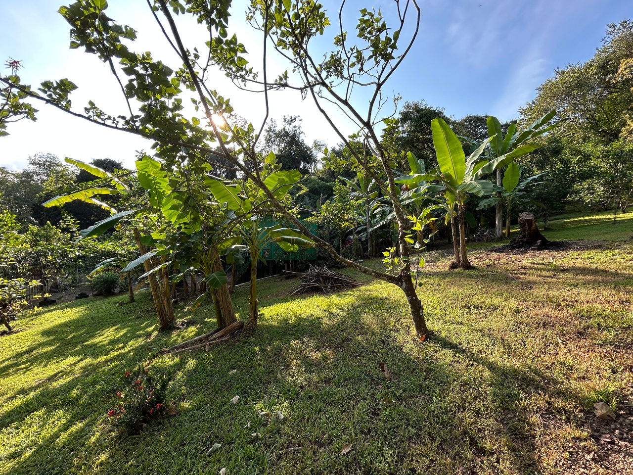 Commercial & Residential Property in Punta Mala with Producing Fruit Trees