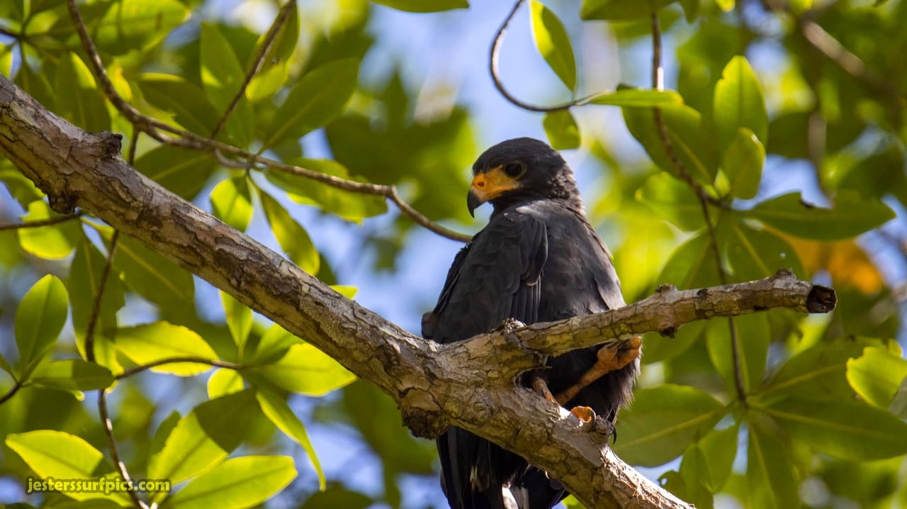 Valley of Dreams - A Beautiful Multi-Use Property Near Cacao Ridge, 10.85 Acres at a Phenomenal Price!