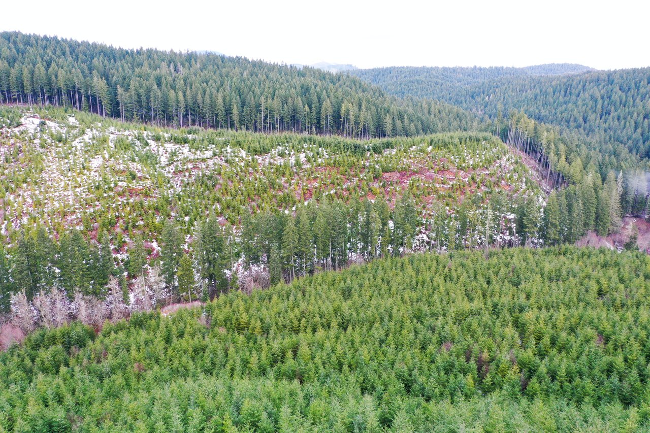 ARC Woods