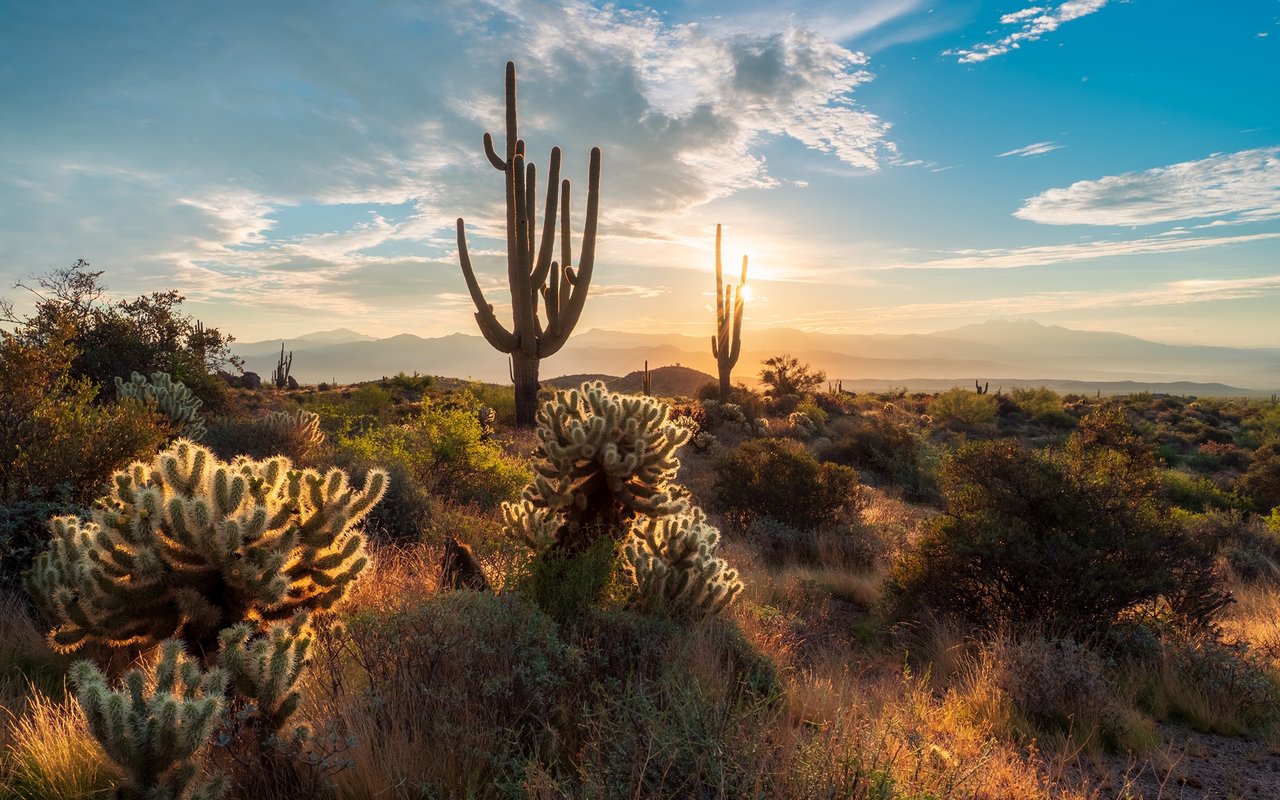 Sonoran Desert landscape with prominent saguaro cacti and distant mountains at sunset.