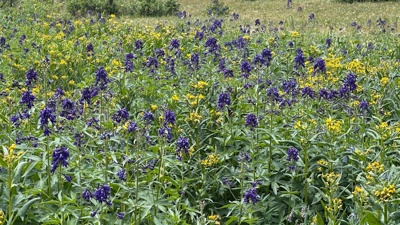 Driving Into the Wild: A Sensory Journey Along Old Fall River Road