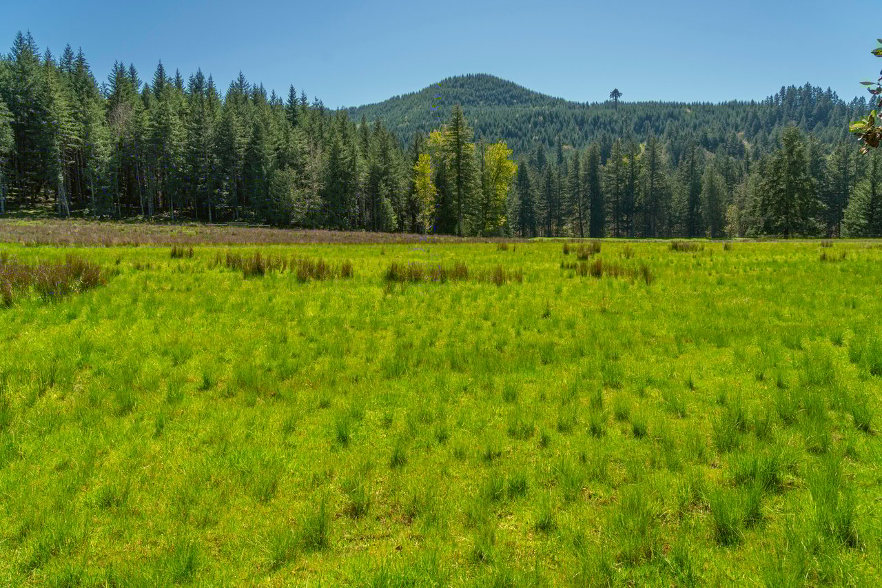 MOSBY CREEK FARM & FOREST
