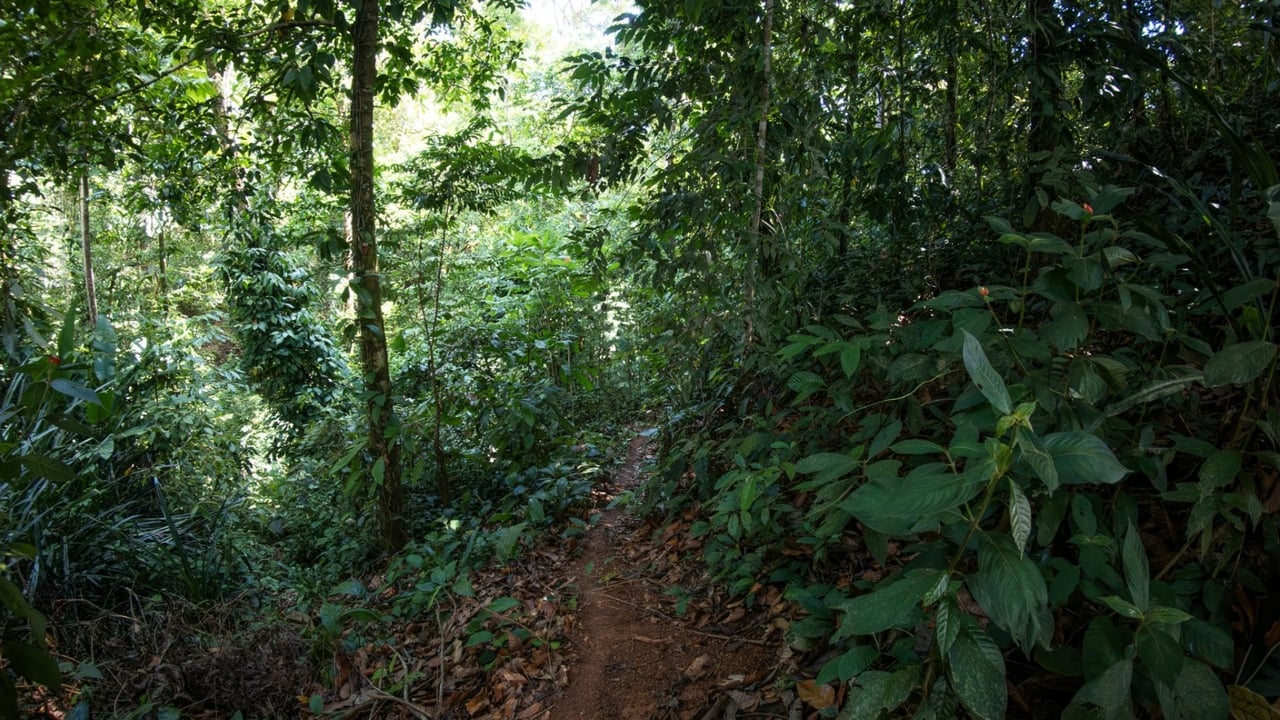 Tropical Sanctuary Above Uvita: 5-Acre Jungle Estate with incredible Mountain Views