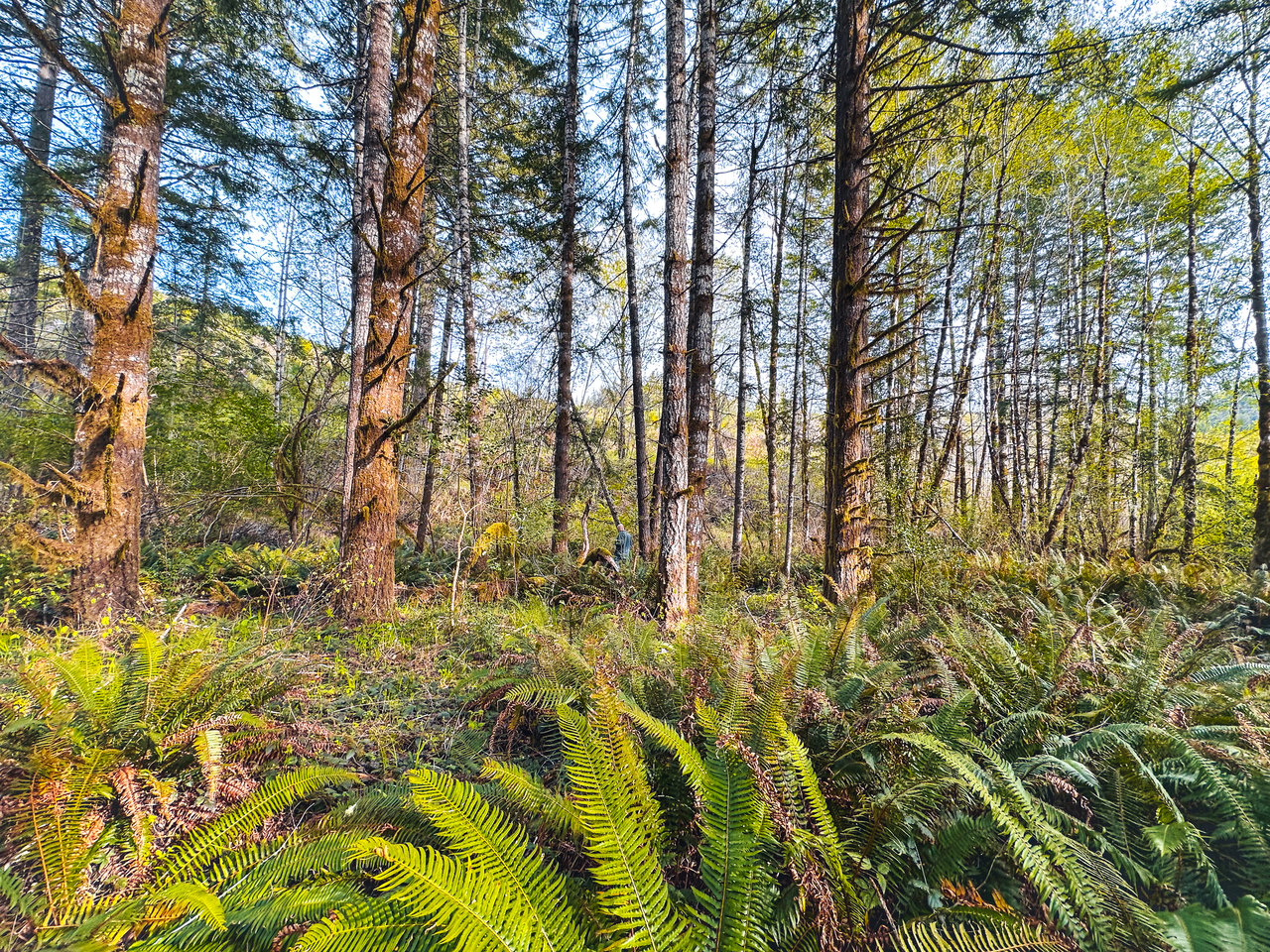 Nelson Mountain Meadows