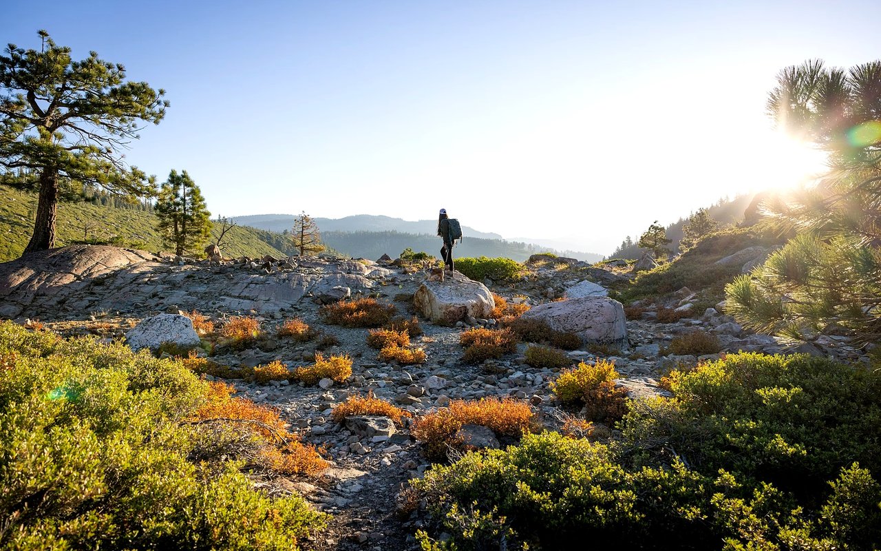 Fun with Your Pets in The Sea Ranch, CA