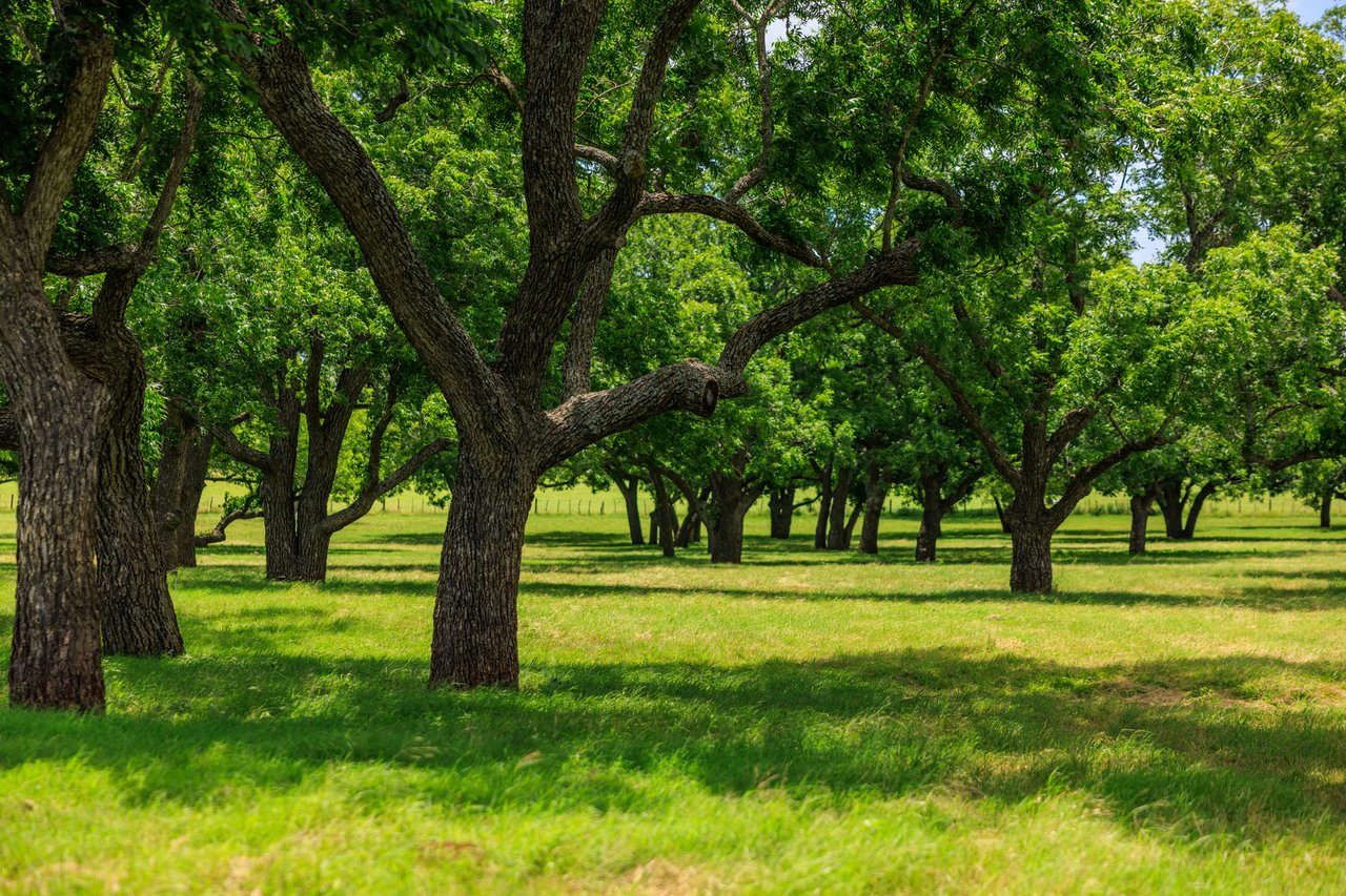 Live Oak Creek Ranch 