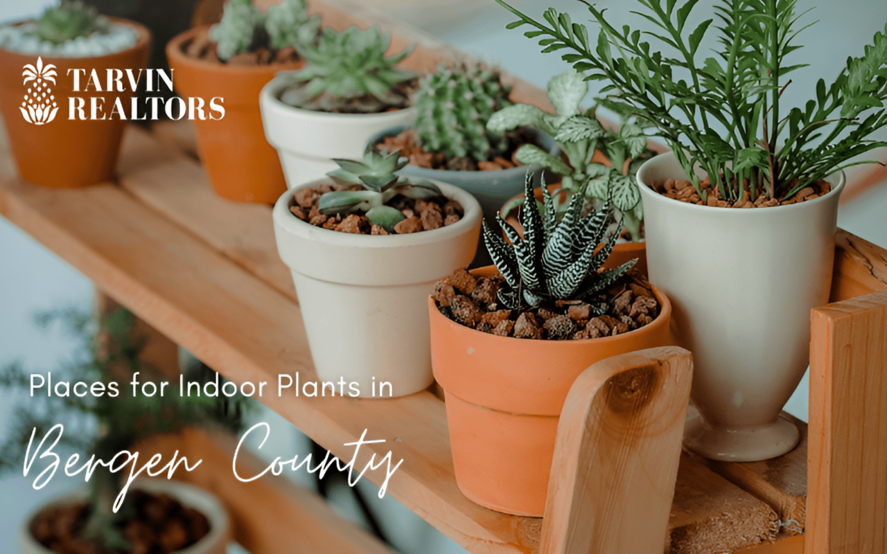 5 Bergen County Shops for Indoor Plant Lovers