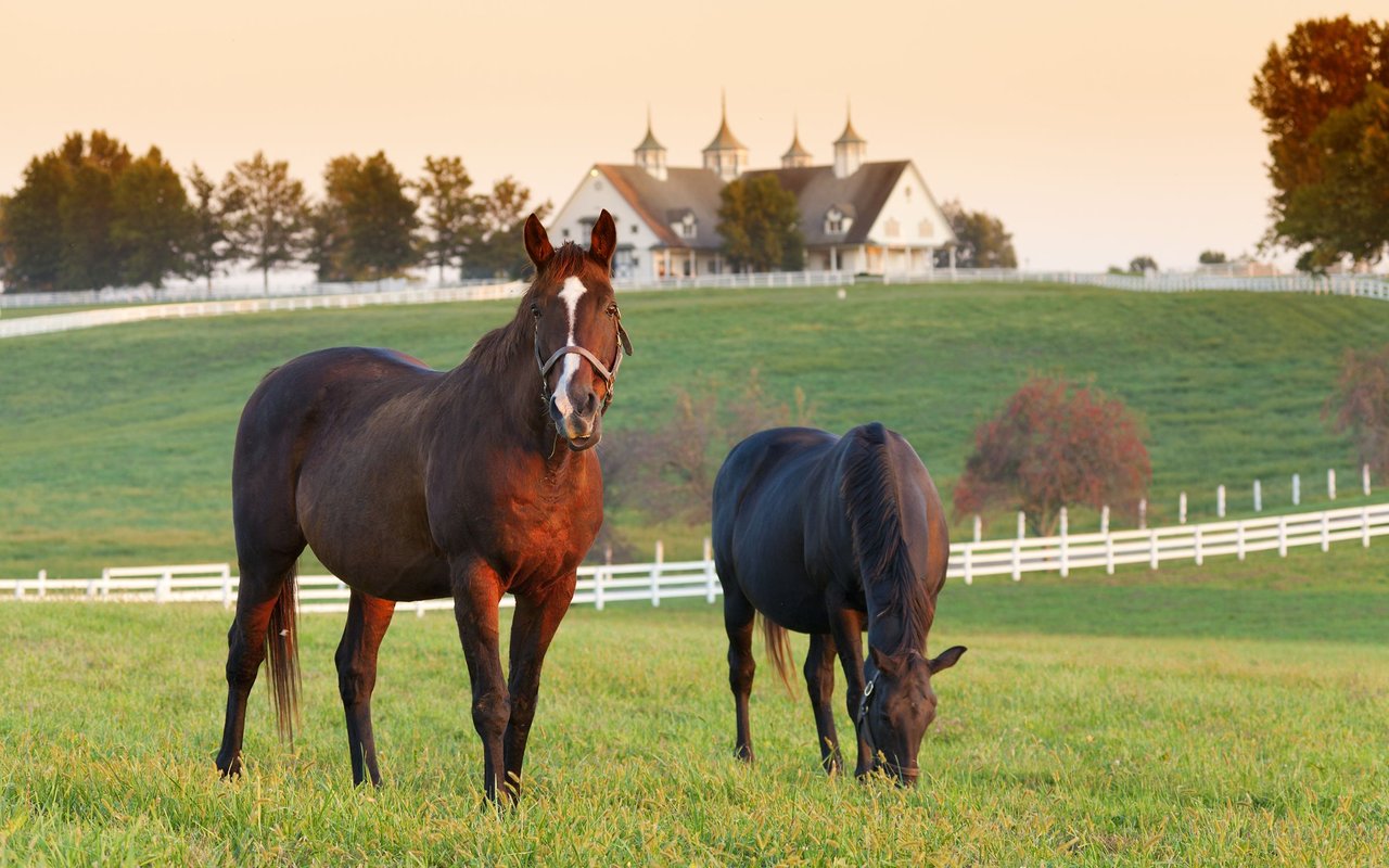 Two horses in a fenced pasture with a turreted country house in the background.