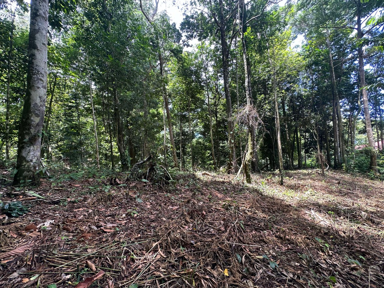 1.6 Acres Land Parcel in Ballena, Jungle Views.