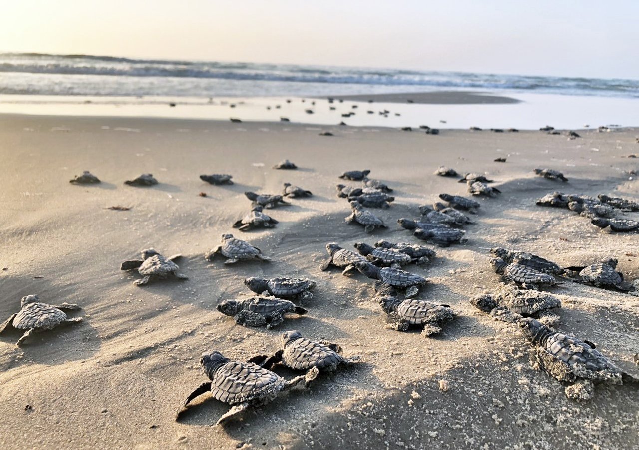 NPI & Port A Sea Turtles
